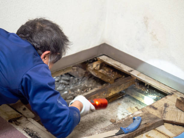 Best Residential Mold Remediation in Moweaqua, IL