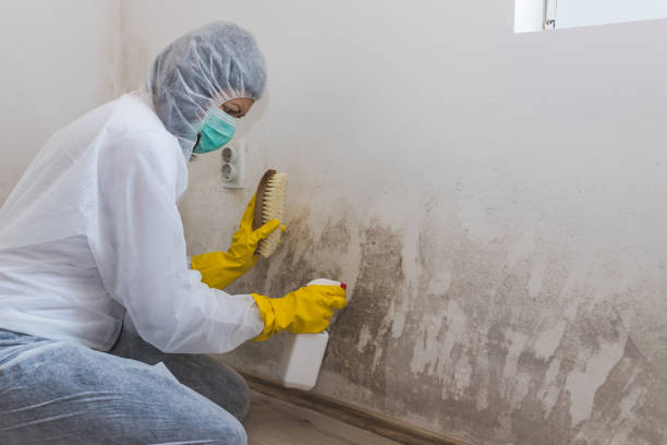 Moweaqua, IL Mold Remediation Company