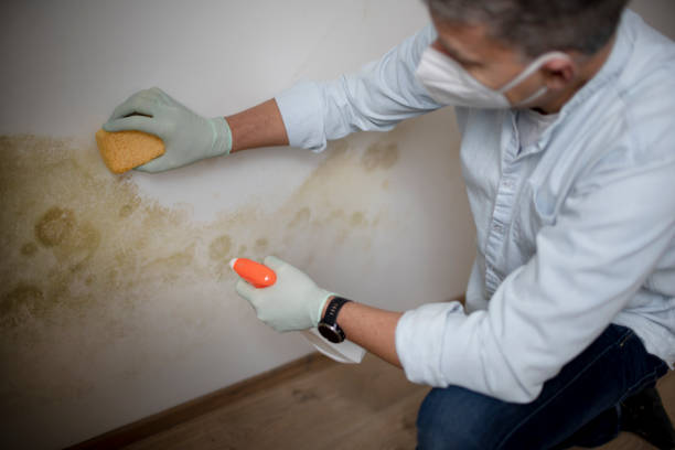 Best Industrial Mold Remediation in Moweaqua, IL