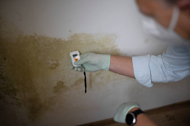 Best Insurance-Related Mold Remediation in Moweaqua, IL