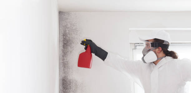 Best DIY Mold Remediation Support Services in Moweaqua, IL