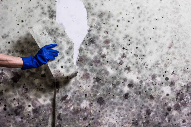 Best HVAC Mold Remediation in Moweaqua, IL
